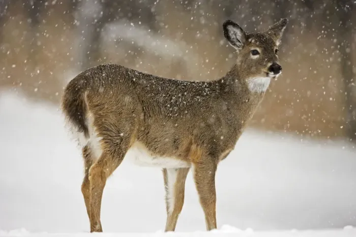 Framed Print : White-tailed Deer - Fawn in snow - Found over much of the U. S. -southern Canada and Mexico and introduced elsewhere in the world - Lives in forests-swamps and open brushy areas nearby - A browser-eats twigs-shrubs-fungi-acorns and grass Framed Print : White-tailed Deer - Fawn in snow - Found over much of the U. S. -southern Canada and Mexico and introduced elsewhere in the world - Lives in forests-swamps and open brushy areas nearby - A browser-eats twigs-shrubs-fungi-acorns and grass