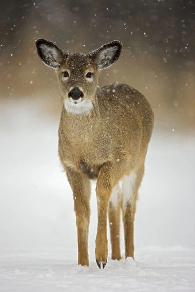 White-tailed Deer - Fawn - In the snow - Found over much of the U. S. -southern Canada and Mexico and introduced elsewhere in the world - Lives in forests-swamps and open brushy areas nearby - A browser-eats twigs-shrubs-fungi-acorns and grass