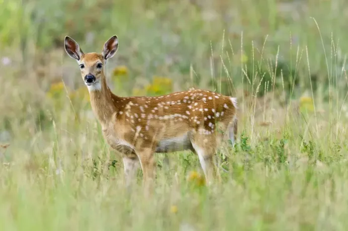 Framed Print : White-tailed Deer - fawn - Summer - Western U. S. _E3D6536 Framed Print : White-tailed Deer - fawn - Summer - Western U. S. _E3D6536