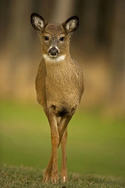 White-tailed Deer - Fawn USA