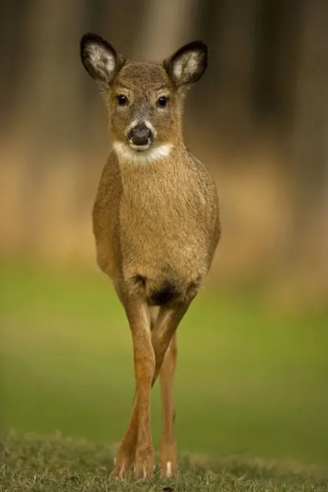 Framed Print : White-tailed Deer - Fawn USA Framed Print : White-tailed Deer - Fawn USA