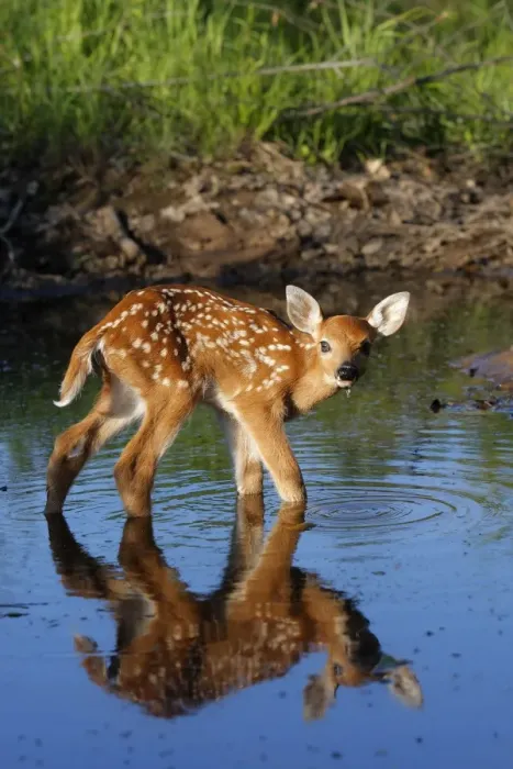 Framed Print : White-tailed Deer - fawn in water drinking. Minnesota - USA Framed Print : White-tailed Deer - fawn in water drinking. Minnesota - USA