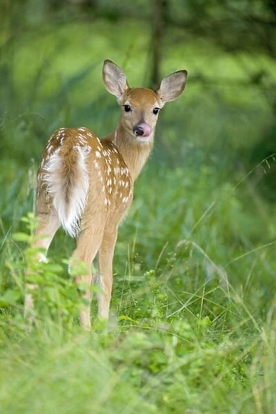 White-tailed Deer - Fawn in woods - Spring - New York - USA