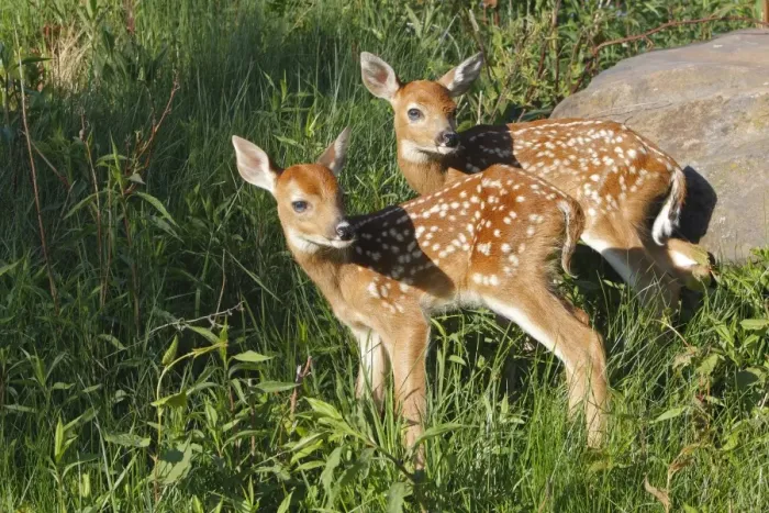 Framed Print : White-tailed Deer - fawns. Minnesota - USA Framed Print : White-tailed Deer - fawns. Minnesota - USA