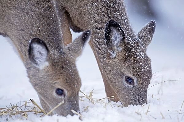 White-tailed Deer - feeding in winter snow - New York - USA