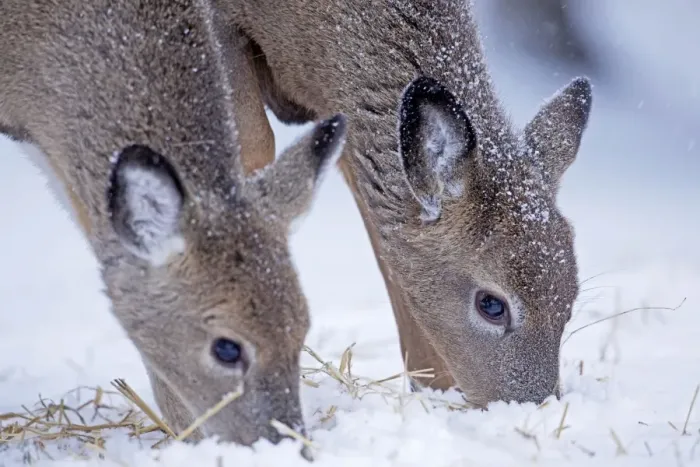 Framed Print : White-tailed Deer - feeding in winter snow - New York - USA Framed Print : White-tailed Deer - feeding in winter snow - New York - USA