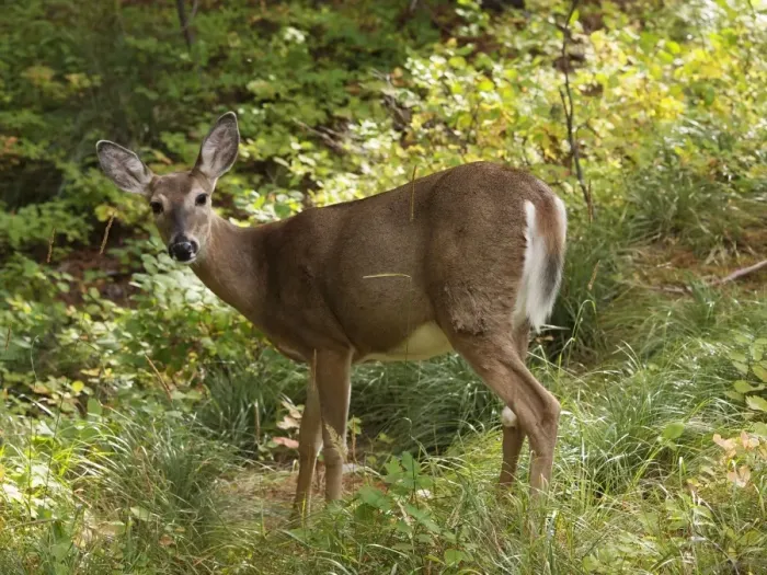 Framed Print : White-tailed Deer - Glacier National Park - USA Framed Print : White-tailed Deer - Glacier National Park - USA