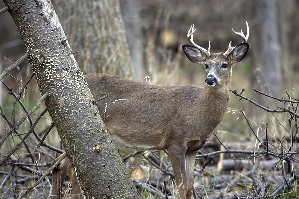 White-tailed Deer (Odocoileus virginianus) - New York - Young buck - Found over much of the U. S. -southern Canada and Mexico and introduced elsewhere in the world - Lives in forests-swamps