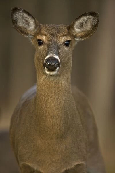 White-tailed Deer (Odocoileus virginianus) - New York - Doe - Found over much of the U. S. -southern Canada and Mexico and introduced elsewhere in the world - Lives in forests-swamps