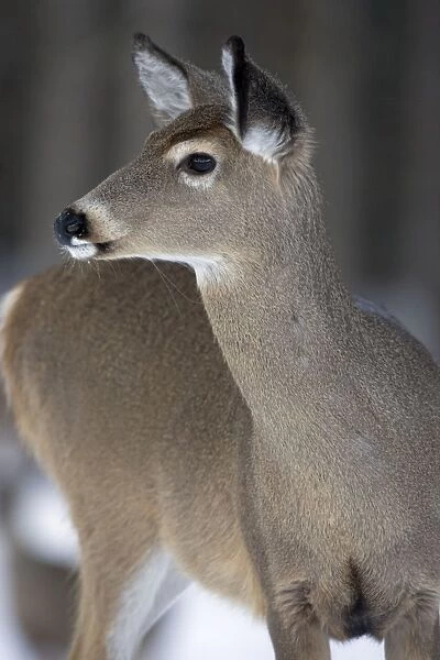 White-tailed Deer (Odocoileus virginianus) - New York - Doe - In snow - Found over much of the U. S. -southern Canada and Mexico and introduced elsewhere in the world - Lives in forests-swamps