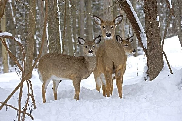 White-tailed Deer (Odocoileus virginianus) in deep snow after a snow storm - Upstate New York - Doe and fawns - Found over much of the U. S. -southern Canada and Mexico and introduced elsewhere in the world - Lives in forests-swamps