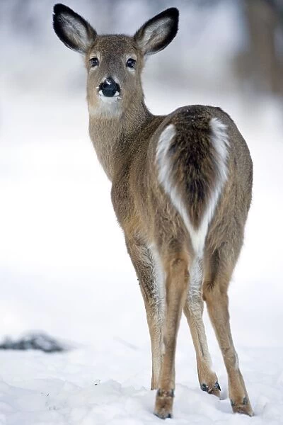 White-tailed Deer (Odocoileus virginianus) - New York - Doe - In snow - Found over much of the U. S. -southern Canada and Mexico and introduced elsewhere in the world - Lives in forests-swamps