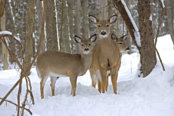 Framed Print : White-tailed Deer (Odocoileus virginianus) in deep snow after a snow storm - Upstate New York - Doe and fawns - Found over much of the U. S. -southern Canada and Mexico and introduced elsewhere in the world - Lives in forests-swamps