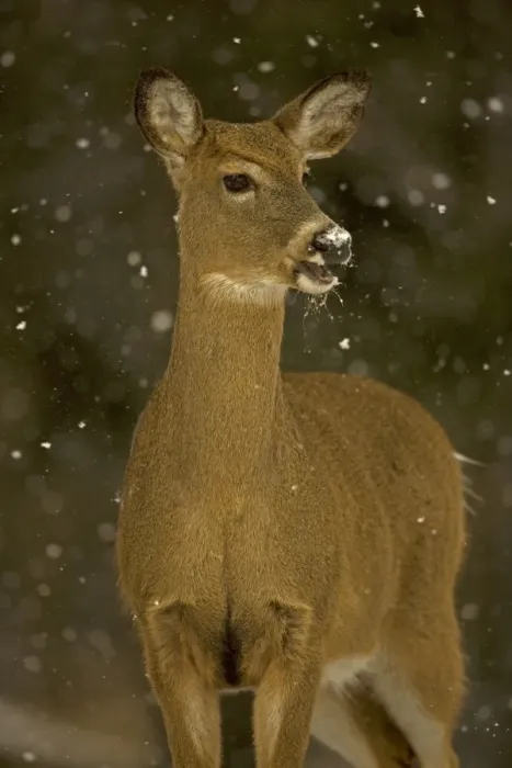Framed Print : White-tailed Deer - In snow. New York - Doe - Found over much of the U. S. -southern Canada and Mexico and introduced elsewhere in the world - Lives in forests-swamps and open brushy areas nearby - A browser-eats twigs-shrubs-fungi-acorns
