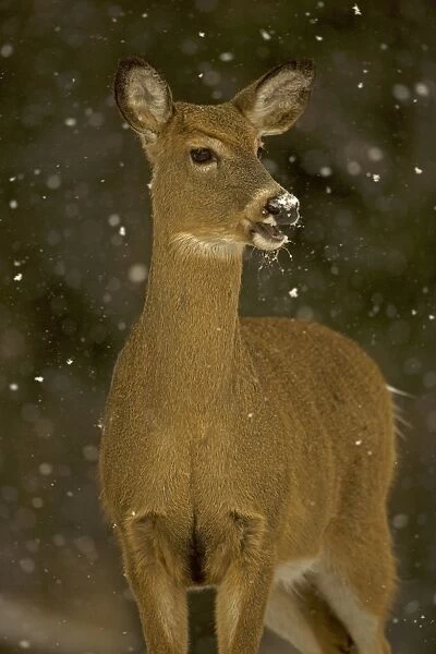 White-tailed Deer - In snow. New York - Doe - Found over much of the U. S. -southern Canada and Mexico and introduced elsewhere in the world - Lives in forests-swamps and open brushy areas nearby - A browser-eats twigs-shrubs-fungi-acorns