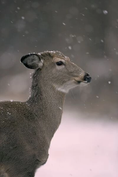 White-tailed Deer - In snow - New York - Doe - Found over much of the U. S. -southern Canada and Mexico and introduced elsewhere in the world - Lives in forests-swamps and open brushy areas nearby - A browser-eats twigs-shrubs-fungi-acorns