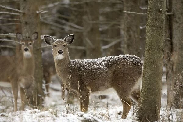White-tailed Deer - In snow - New York - Doe - Found over much of the U. S. -southern Canada and Mexico and introduced elsewhere in the world - Lives in forests-swamps and open brushy areas nearby - A browser-eats twigs-shrubs-fungi-acorns