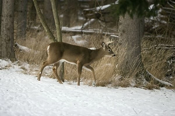 White-tailed Deer - In snow - New York - Young buck - Found over much of the U. S. -southern Canada and Mexico and introduced elsewhere in the world - Lives in forests-swamps and open brushy areas nearby - A browser-eats twigs-shrubs-fungi-acorns