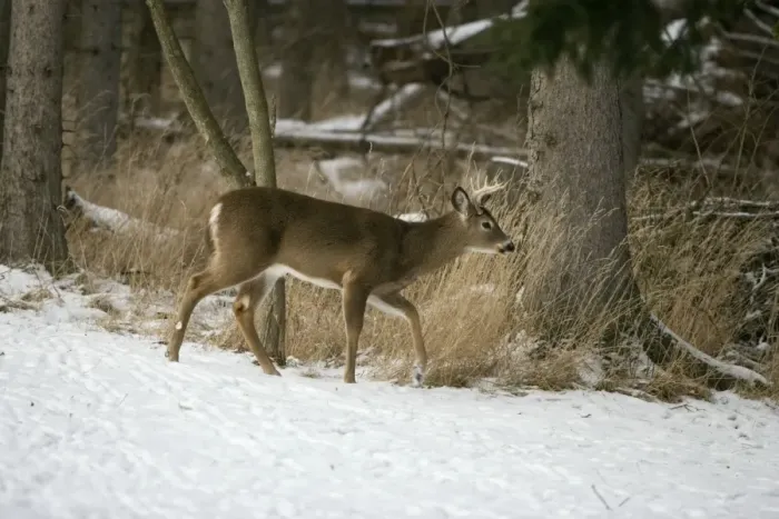 Framed Print : White-tailed Deer - In snow - New York - Young buck - Found over much of the U. S. -southern Canada and Mexico and introduced elsewhere in the world - Lives in forests-swamps and open brushy areas nearby - A browser-eats twigs-shrubs-fungi-acorns