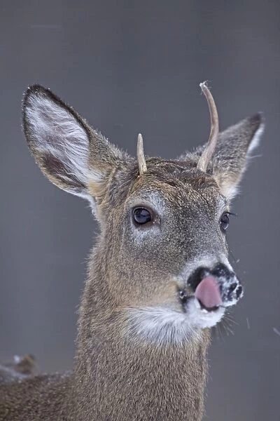 White-tailed Deer - spike buck in winter snow - New York - USA