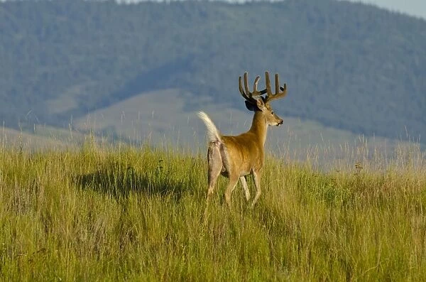 White-tailed Deer - in velvet - Summer - Montana - Western U. S. _E7B1386