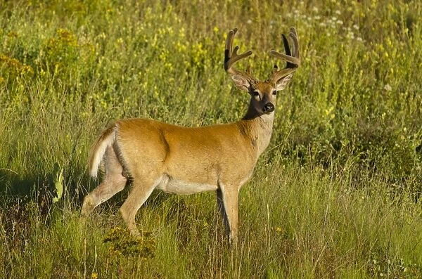 White-tailed Deer - in velvet - Summer - Montana - Western U. S. _E7B1369
