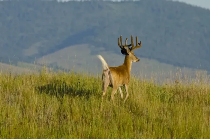 Framed Print : White-tailed Deer - in velvet - Summer - Montana - Western U. S. _E7B1386
