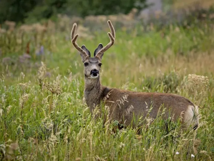 Framed Print : White-tailed Deer - Waterton Lakes NP - Canada Framed Print : White-tailed Deer - Waterton Lakes NP - Canada