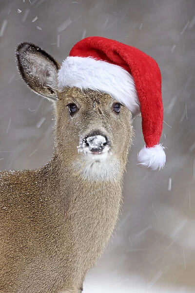 White-tailed Deer wearing Christmas hat in winter snow - New York - USA