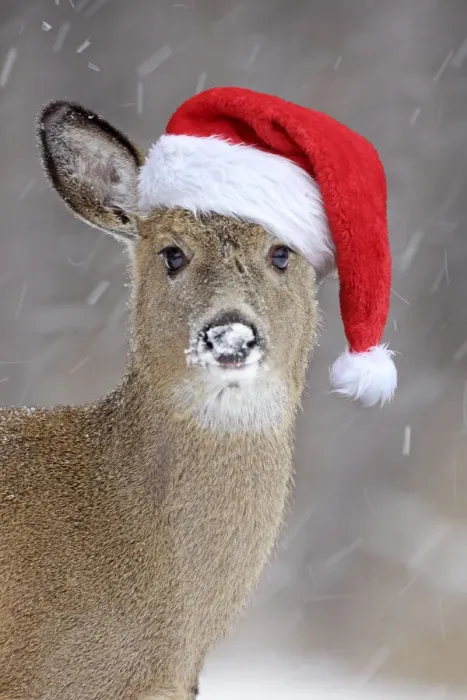 Framed Print : White-tailed Deer wearing Christmas hat in winter snow - New York - USA Framed Print : White-tailed Deer wearing Christmas hat in winter snow - New York - USA