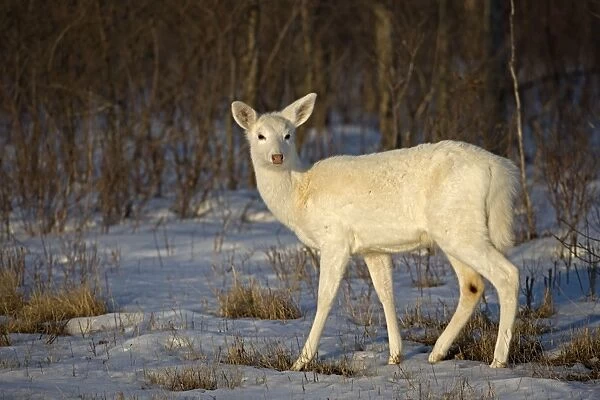 White-tailed Deer (White Color Phase) (Odocoileus virginianus) - New York - Doe - A rare color phase resulting from double recessive white genes which occurs rarely naturally - These white individuals occur in unusually high proportion on a former