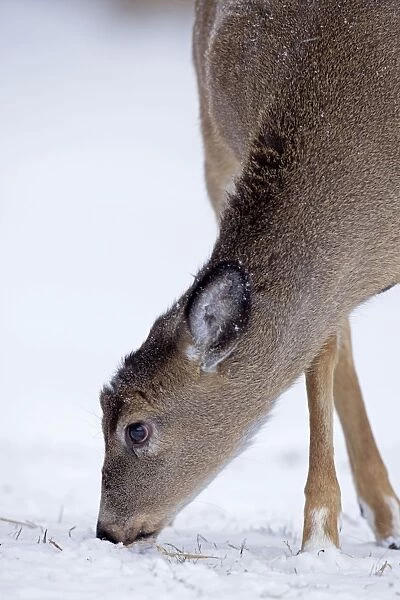 White-tailed Deer - in winter snow - New York - USA