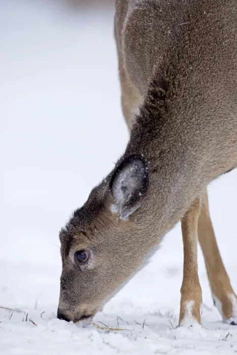 Framed Print : White-tailed Deer - in winter snow - New York - USA Framed Print : White-tailed Deer - in winter snow - New York - USA