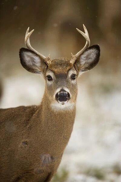 White-tailed Deer - Young buck