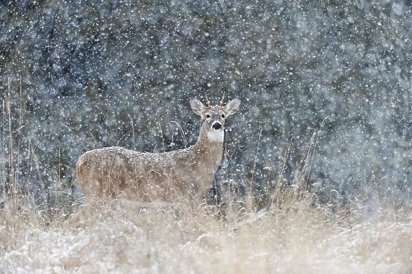 White-tailed Deer - young buck in heavy snow - Montana - USA _E1A1449