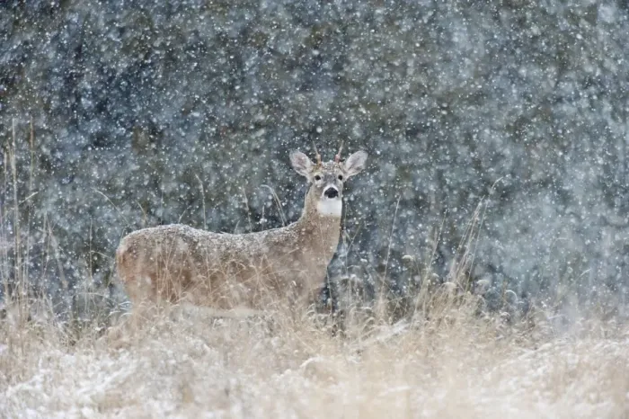 Framed Print : White-tailed Deer - young buck in heavy snow - Montana - USA _E1A1449 Framed Print : White-tailed Deer - young buck in heavy snow - Montana - USA _E1A1449