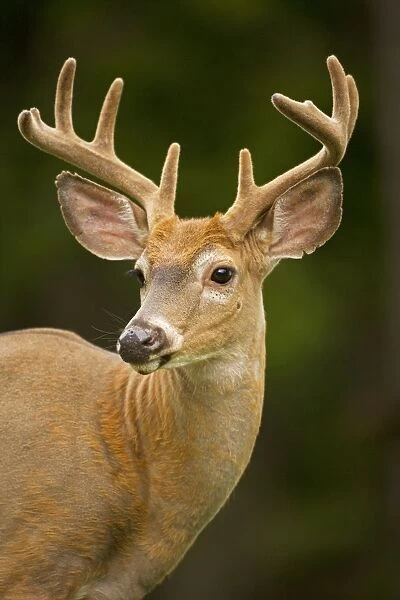 White-tailed Deer - Young buck - In late summer - Antlers in velvet - Found over much of the U. S. -southern Canada and Mexico and introduced elsewhere in the world - Lives in forests-swamps