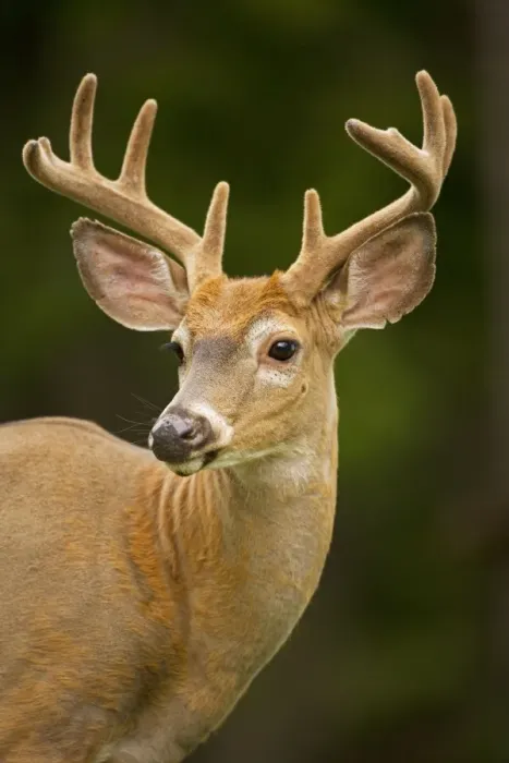 Framed Print : White-tailed Deer - Young buck - In late summer - Antlers in velvet - Found over much of the U. S. -southern Canada and Mexico and introduced elsewhere in the world - Lives in forests-swamps Framed Print : White-tailed Deer - Young buck - In late summer - Antlers in velvet - Found over much of the U. S. -southern Canada and Mexico and introduced elsewhere in the world - Lives in forests-swamps