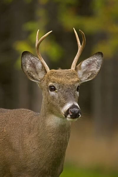 White-tailed Deer - Young buck - In late summer - Found over much of the U. S. -southern Canada and Mexico and introduced elsewhere in the world - Lives in forests-swamps and open brushy areas nearby - A browser-eats twigs-shrubs-fungi-acorns