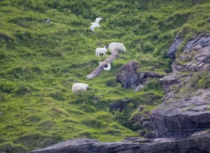 Framed Print : White-tailed Eagle - Adult in flight past sheep - Scottish Hillside Framed Print : White-tailed Eagle - Adult in flight past sheep - Scottish Hillside