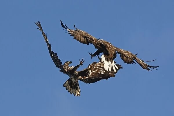 White-tailed Eagle - in flight fight between immature and adult - Flatanger - Norway
