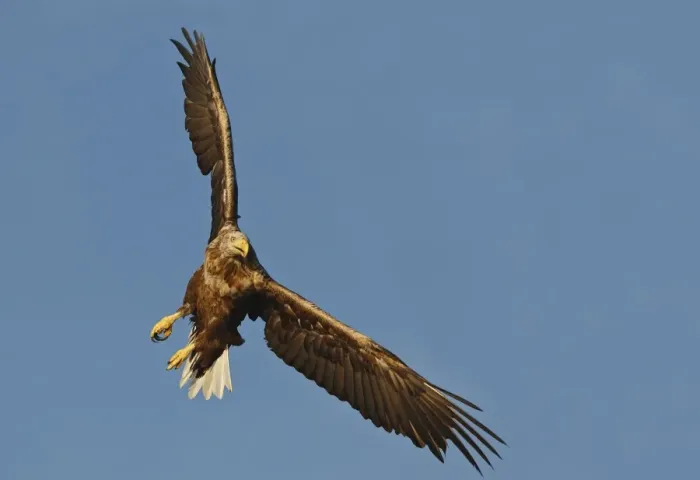 Framed Print : White-tailed Eagle - in flight - Flatanger - Norway