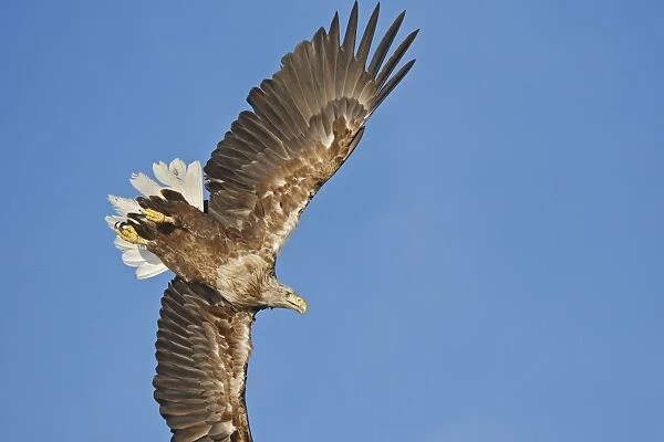 White-tailed Eagle - in flight - Flatanger - Norway