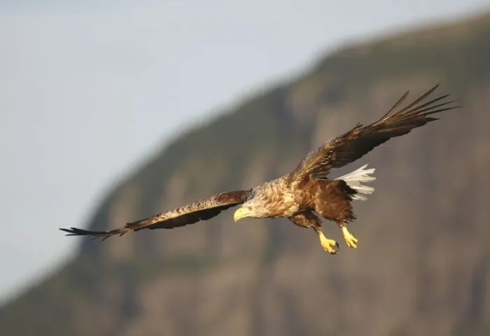 Framed Print : White-tailed Eagle - in flight - Flatanger - Norway Framed Print : White-tailed Eagle - in flight - Flatanger - Norway