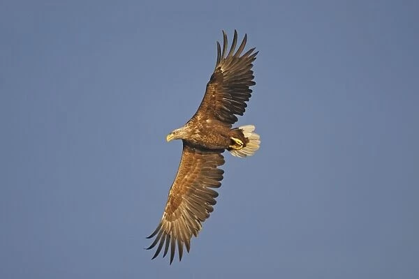 White-tailed Eagle - in flight - Flatanger - Norway