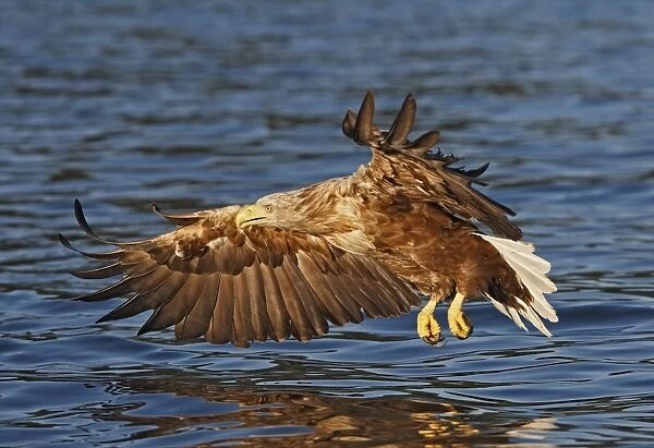 White-tailed Eagle - in flight about to land in water to catch prey - Flatanger - Norway