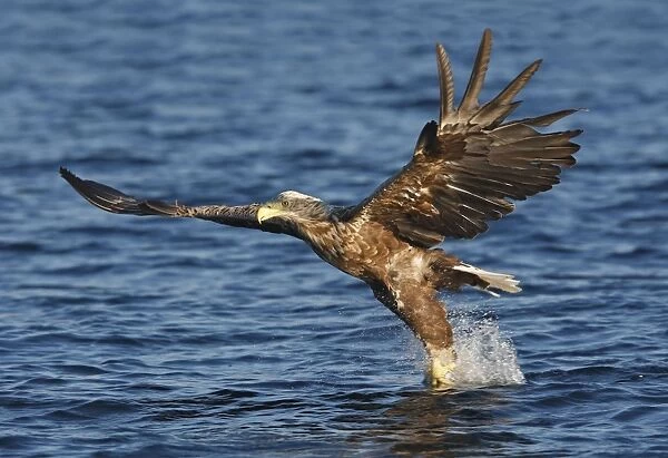 White-tailed Eagle - in flight landing in water to catch prey - Flatanger - Norway