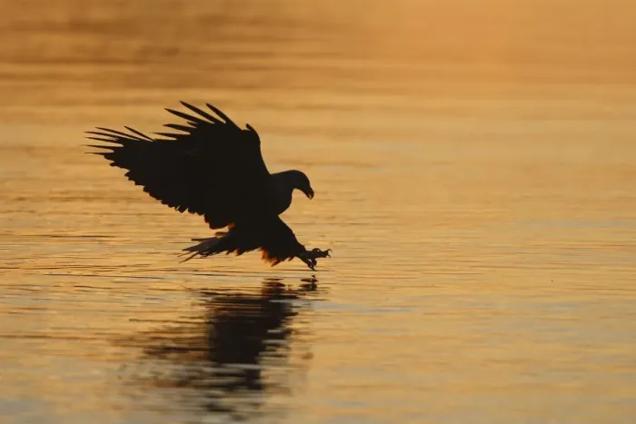 Framed Print : White-tailed Eagle - in flight landing in water to catch prey - Flatanger - Norway Framed Print : White-tailed Eagle - in flight landing in water to catch prey - Flatanger - Norway