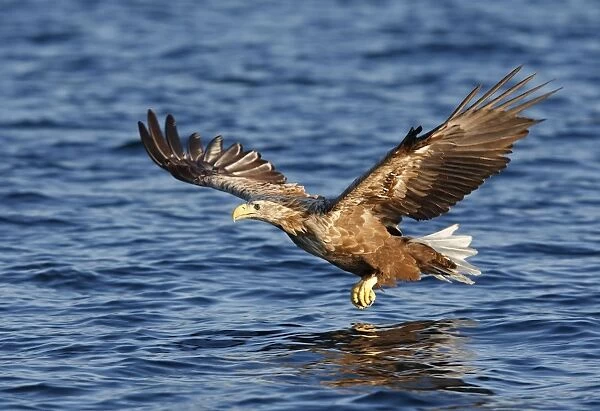 White-tailed Eagle - in flight low above water - Flatanger - Norway