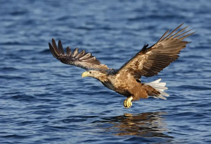 Framed Print : White-tailed Eagle - in flight low above water - Flatanger - Norway Framed Print : White-tailed Eagle - in flight low above water - Flatanger - Norway
